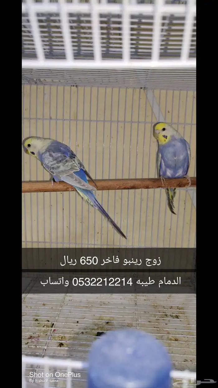 بادجي رينبو 0