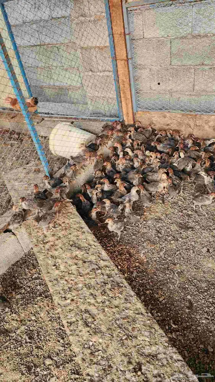 صيصان دجاج بلدي فيومي للبيع 4