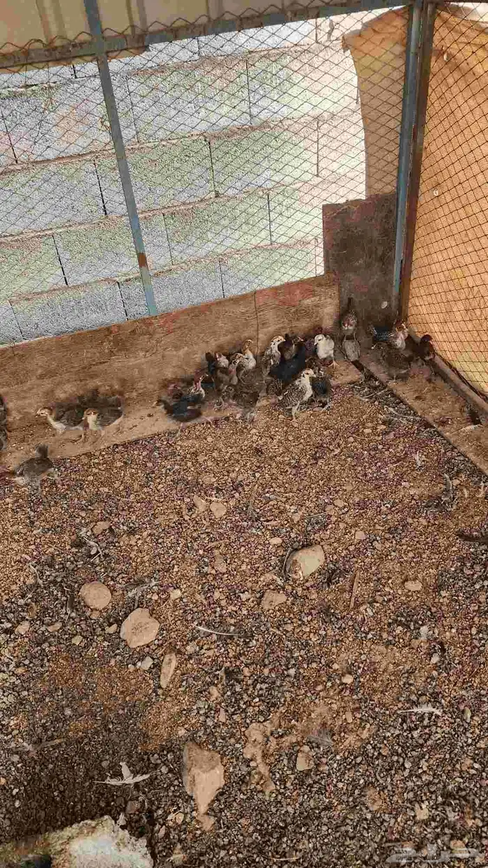 صيصان دجاج بلدي فيومي للبيع 3