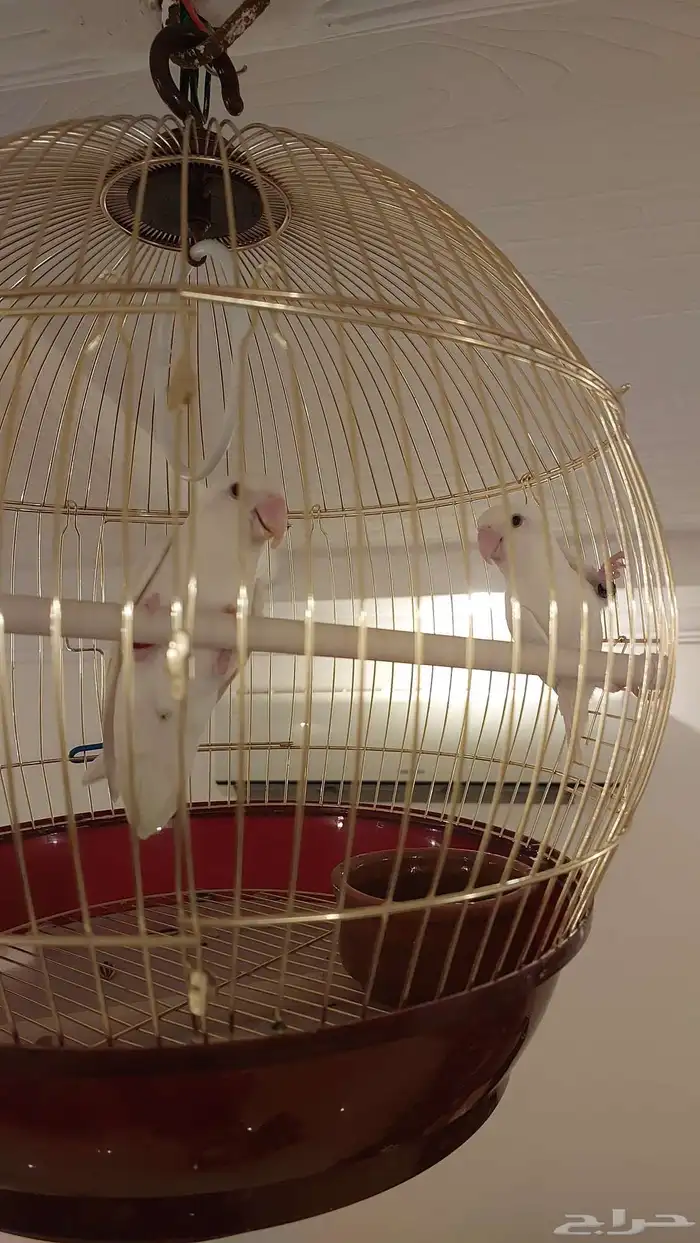 زوج روز البينو عيون حمر منتج 3