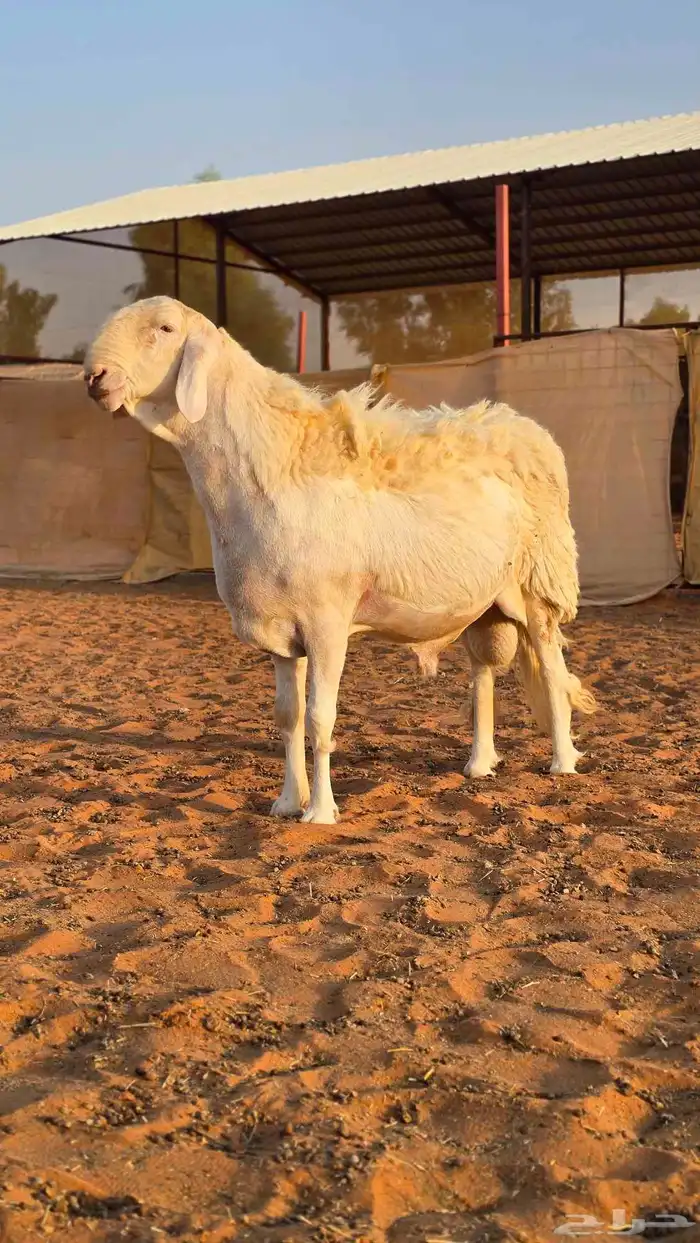 فحل حري مطور منتج انتاج كفو 1