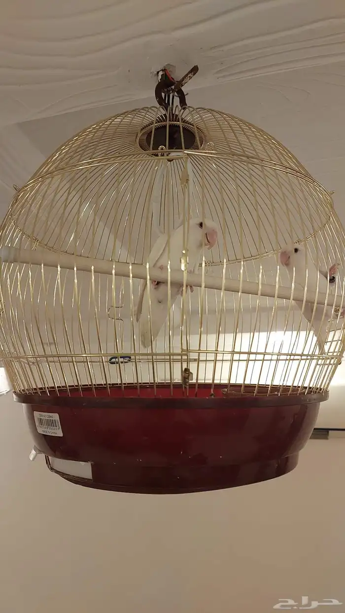 زوج روز البينو عيون حمر منتج 4