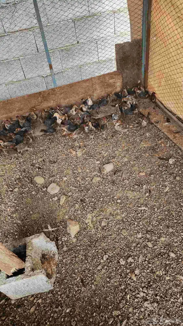 صيصان دجاج بلدي فيومي للبيع 0