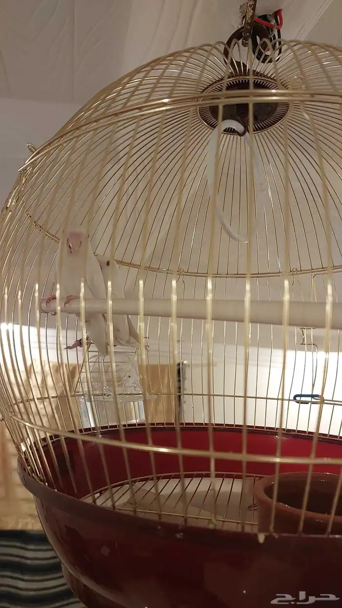 زوج روز البينو عيون حمر منتج 2