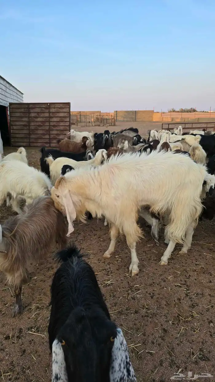 تيس ابيض مطور 0