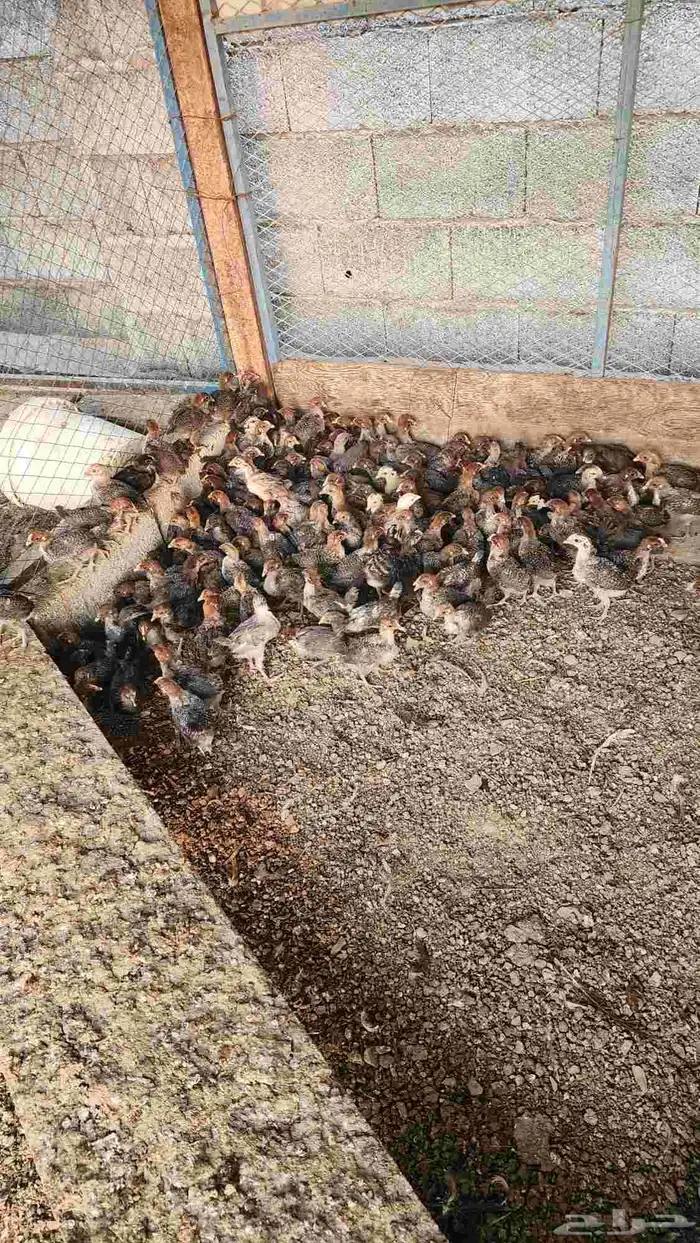 صيصان دجاج بلدي فيومي للبيع 5