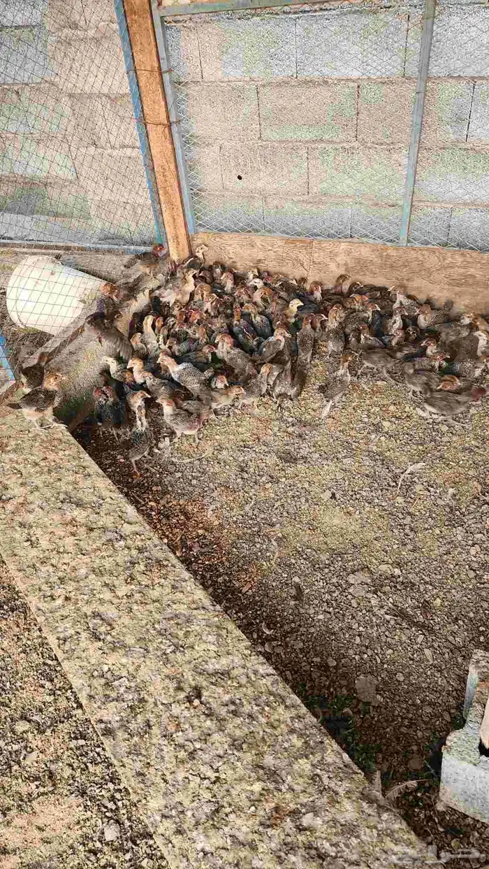 صيصان دجاج بلدي فيومي للبيع 1