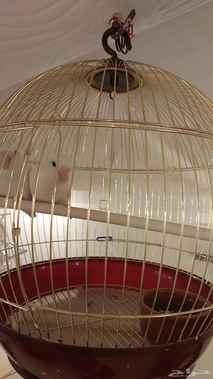 زوج روز البينو عيون حمر منتج 1