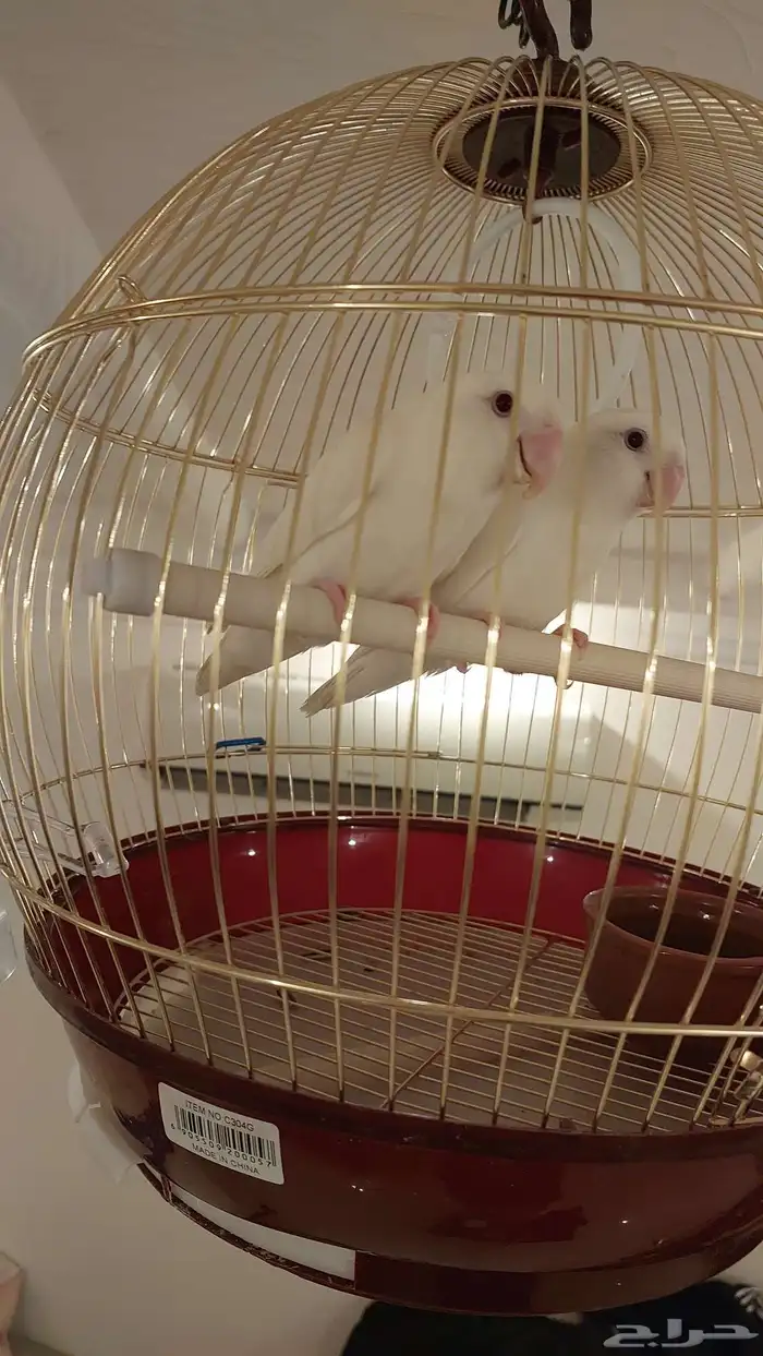 زوج روز البينو عيون حمر منتج 0