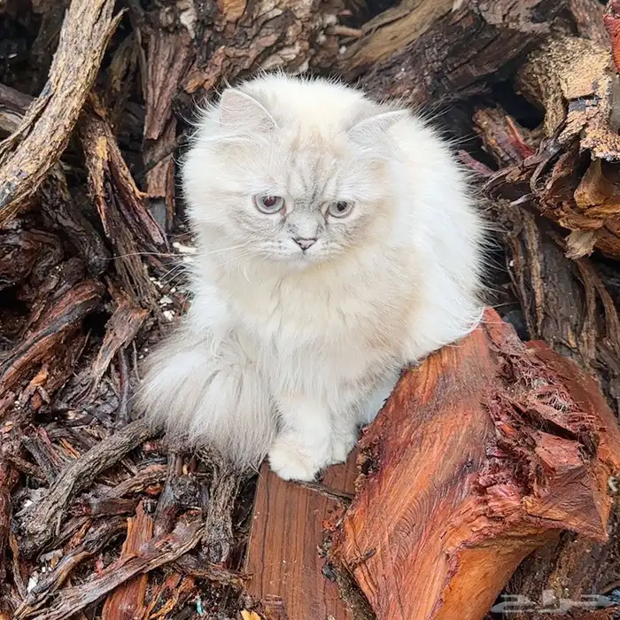 قطة شرازي هملايا للتبني في الرياض (حي العارض) 0