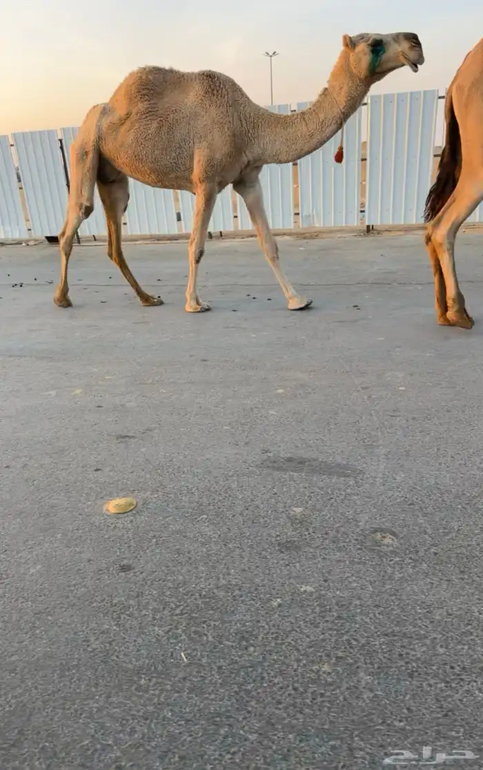 لقحات وضرايب 3