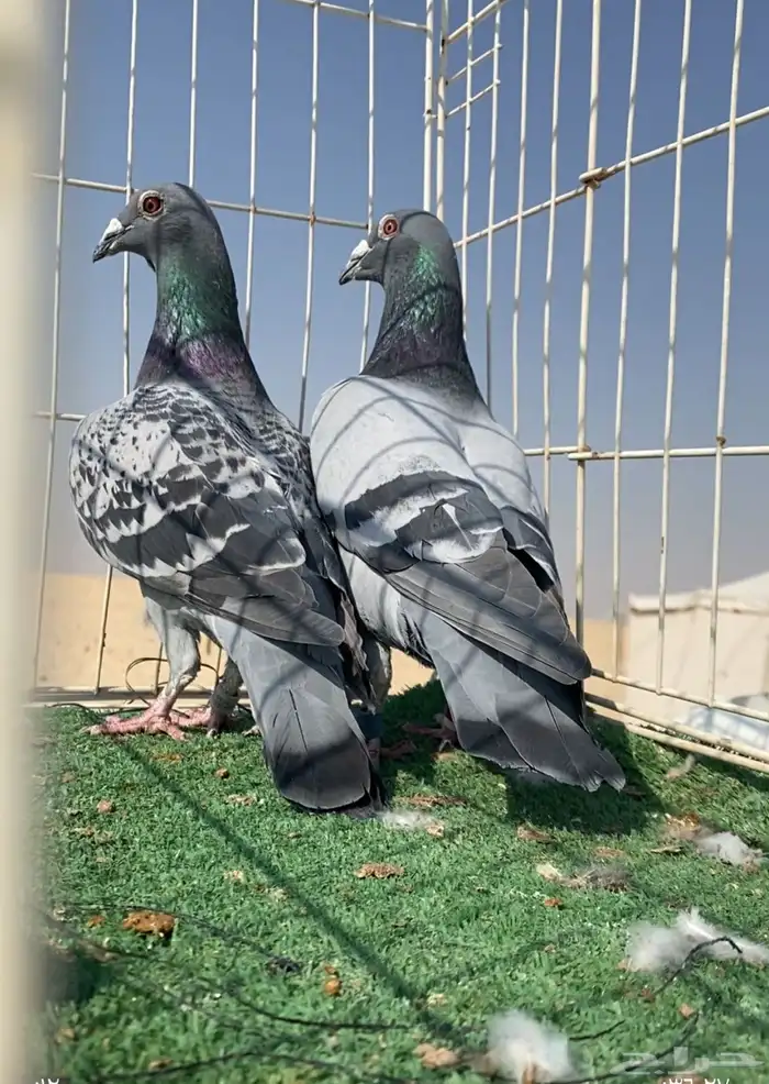 حمام زاجل سباق نوادر 2