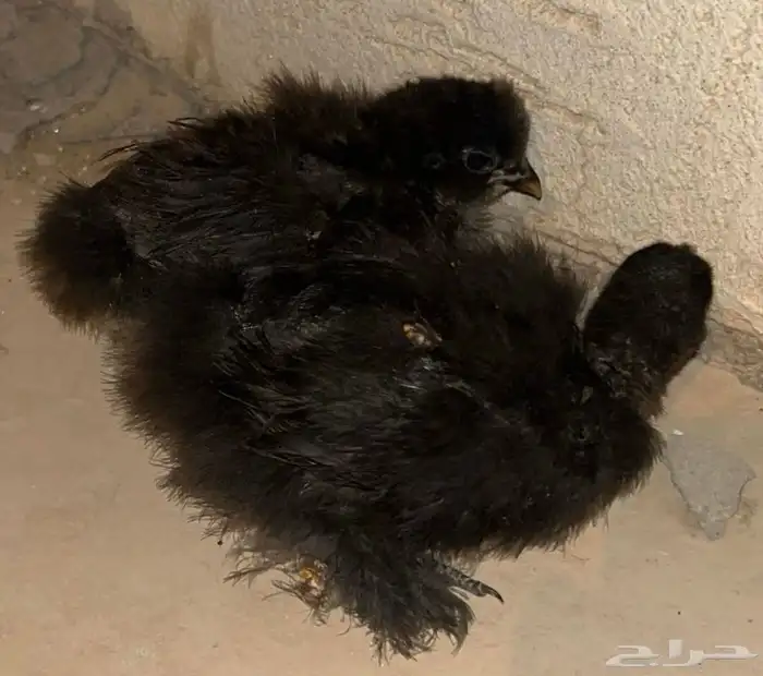 صيصان قطني اسود Black نوادر 0