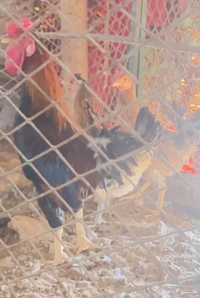 تاج ديك ودجاجتين تاج افرق 2