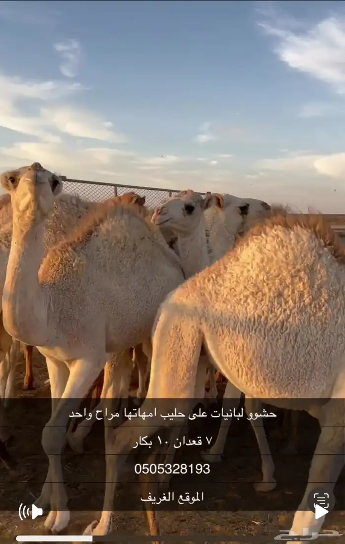 حشو على حليب فل شحم واطيب من التصوير 1