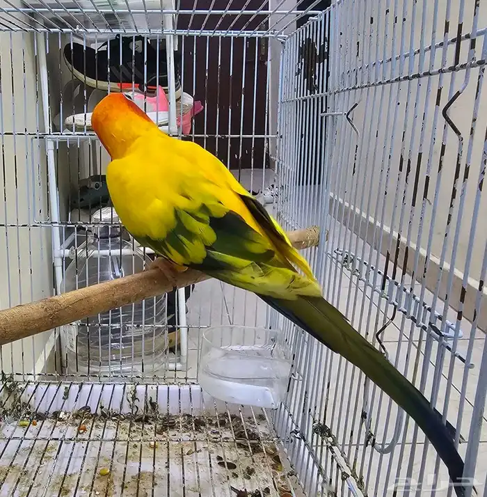 ذكر صن كنيور 4