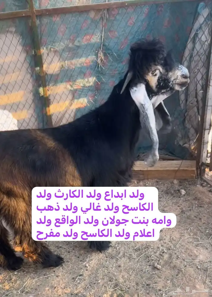 تيس عارضي صنف رباع 0