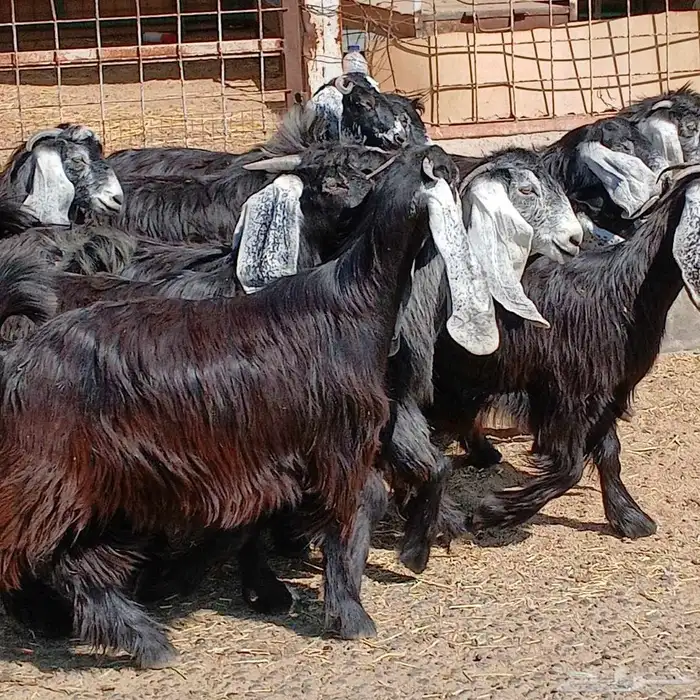 جفرات عوارض جدعان عدد 13 منوه القناي 19