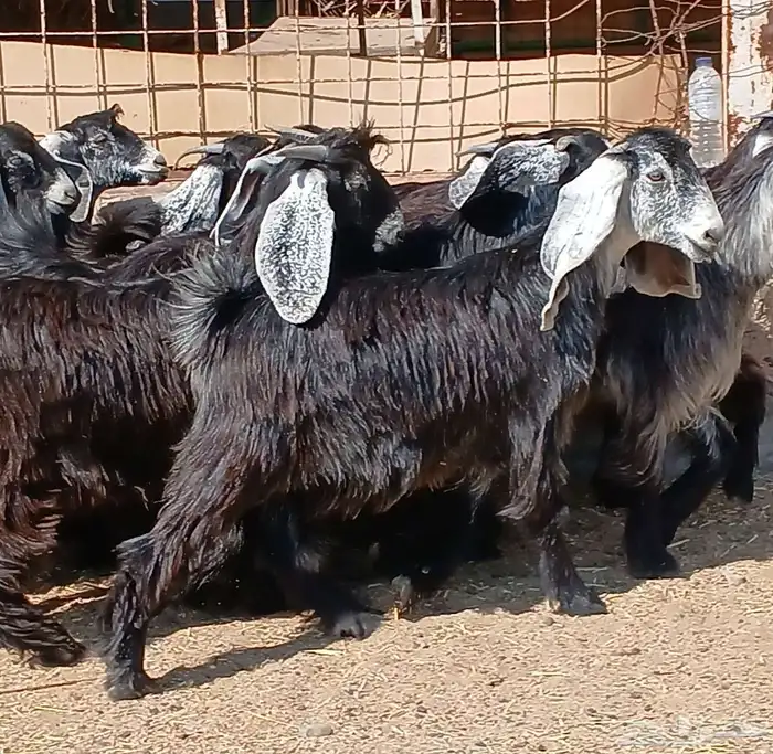 جفرات عوارض جدعان عدد 13 منوه القناي 32