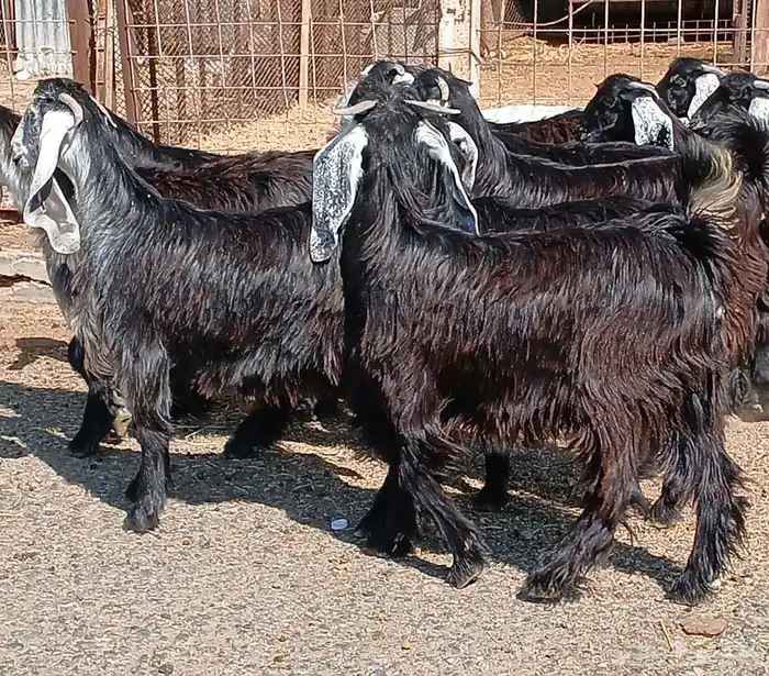 جفرات عوارض جدعان عدد 13 منوه القناي 8