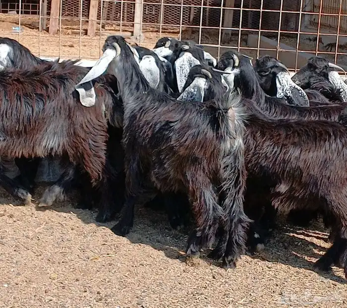 جفرات عوارض جدعان عدد 13 منوه القناي 13