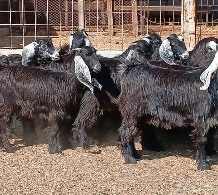 جفرات عوارض جدعان عدد 13 منوه القناي 33