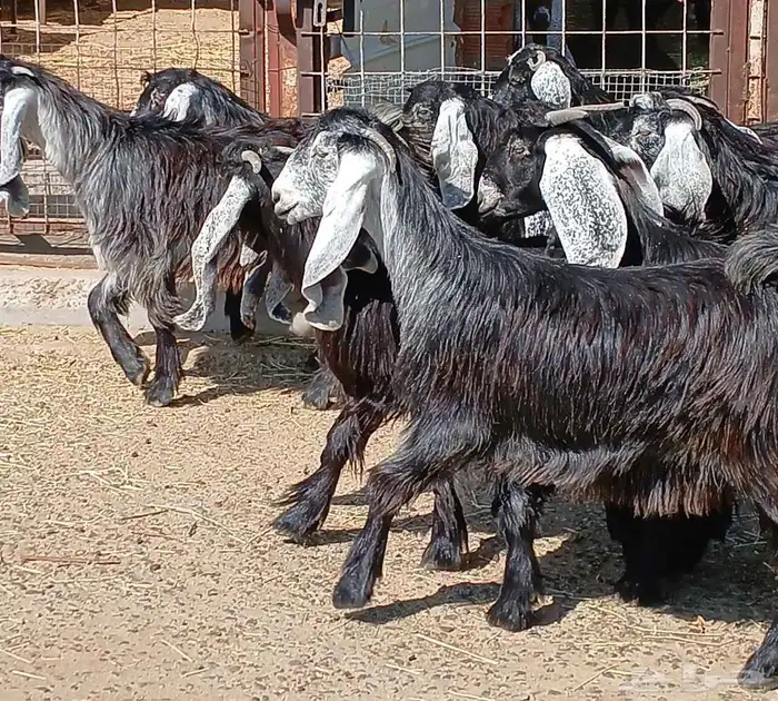 جفرات عوارض جدعان عدد 13 منوه القناي 10