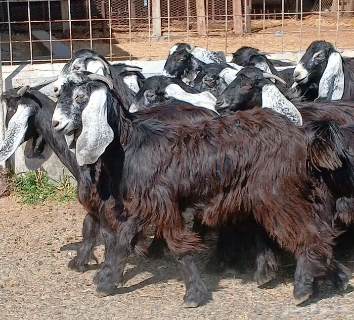 جفرات عوارض جدعان عدد 13 منوه القناي 4