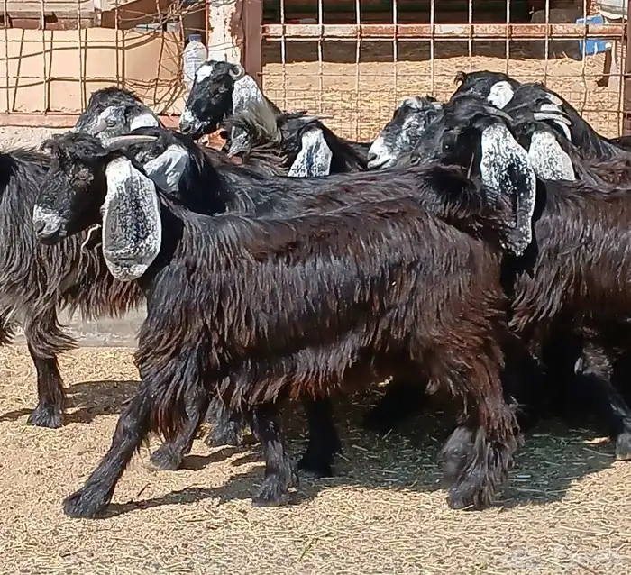 جفرات عوارض جدعان عدد 13 منوه القناي 25