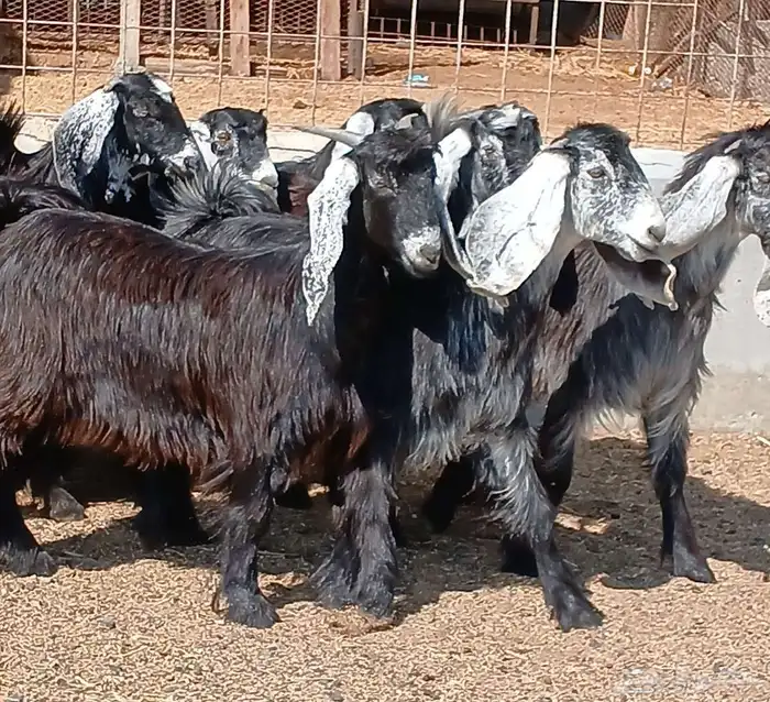 جفرات عوارض جدعان عدد 13 منوه القناي 23