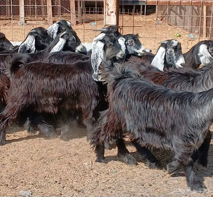 جفرات عوارض جدعان عدد 13 منوه القناي 12