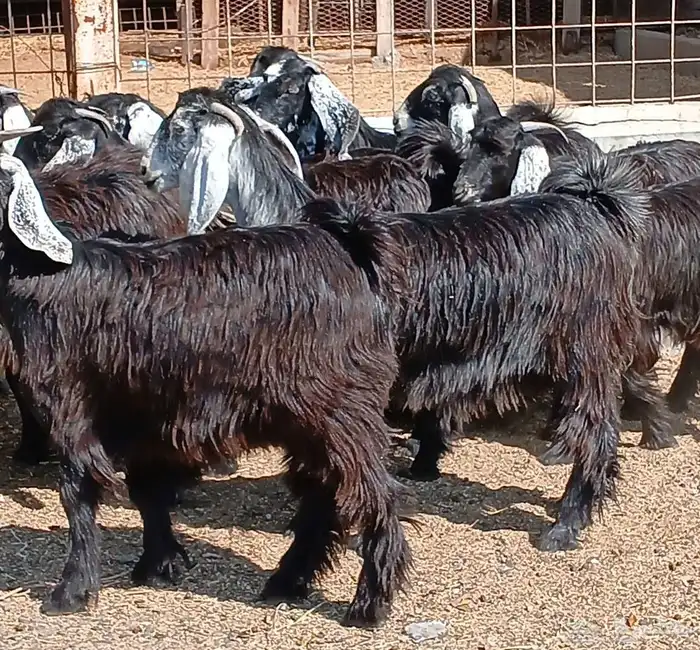 جفرات عوارض جدعان عدد 13 منوه القناي 29