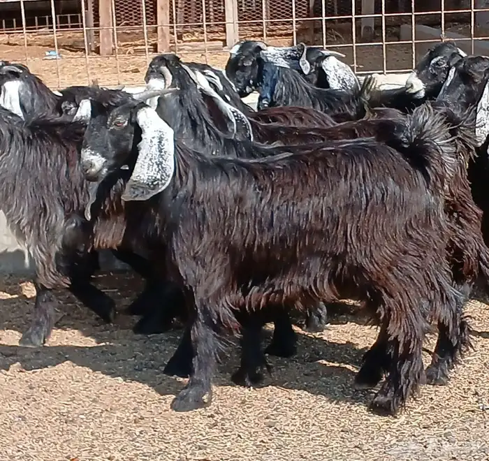 جفرات عوارض جدعان عدد 13 منوه القناي 22