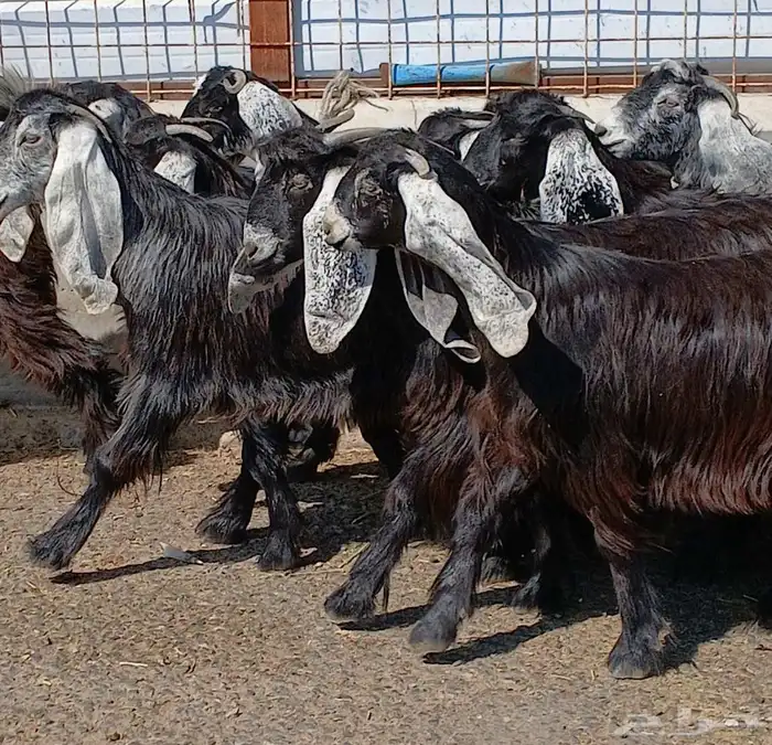 جفرات عوارض جدعان عدد 13 منوه القناي 6