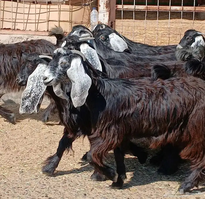 جفرات عوارض جدعان عدد 13 منوه القناي 1