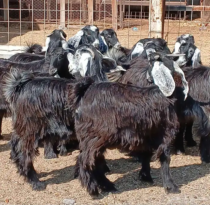 جفرات عوارض جدعان عدد 13 منوه القناي 31