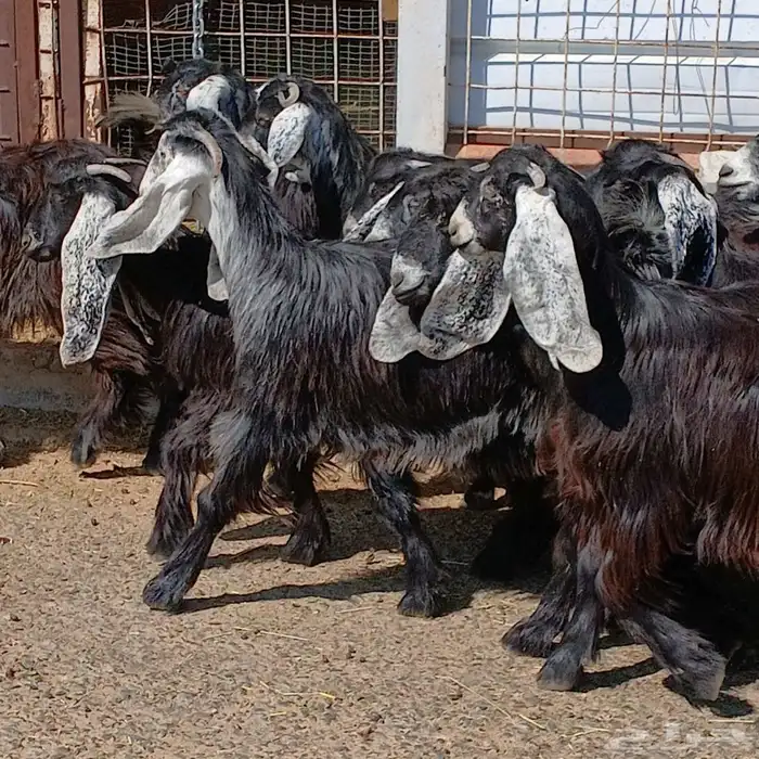 جفرات عوارض جدعان عدد 13 منوه القناي 24