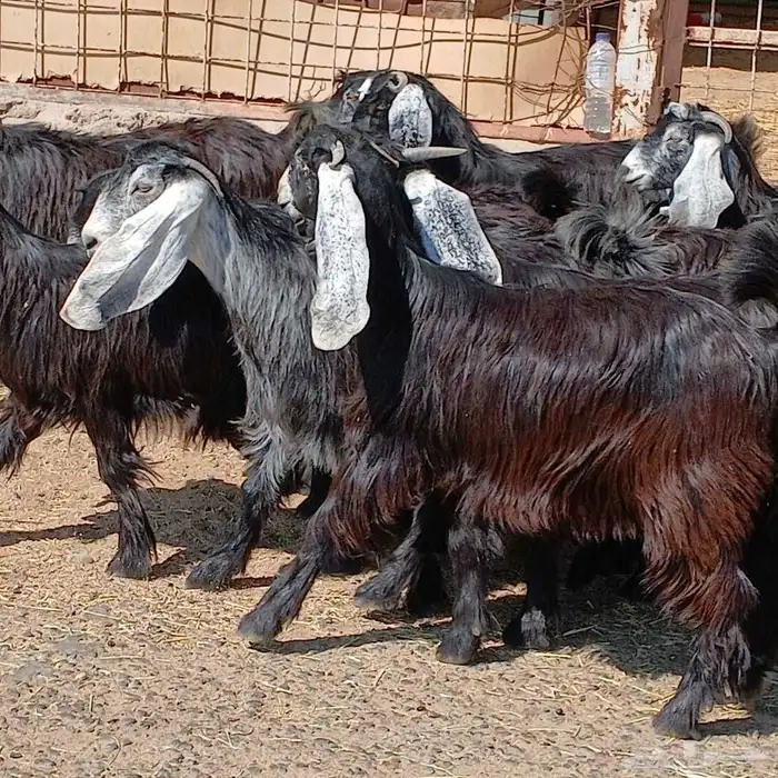 جفرات عوارض جدعان عدد 13 منوه القناي 0