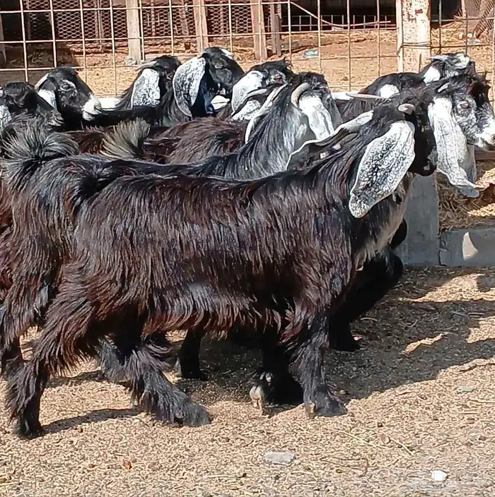 جفرات عوارض جدعان عدد 13 منوه القناي 21