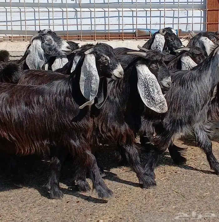 جفرات عوارض جدعان عدد 13 منوه القناي 18