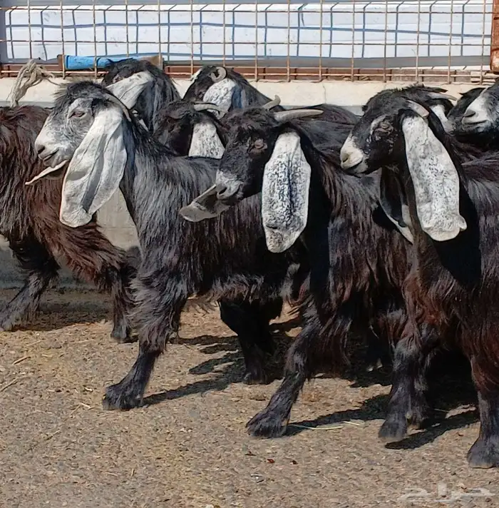 جفرات عوارض جدعان عدد 13 منوه القناي 16