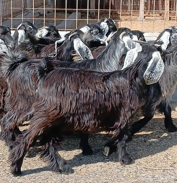 جفرات عوارض جدعان عدد 13 منوه القناي 20