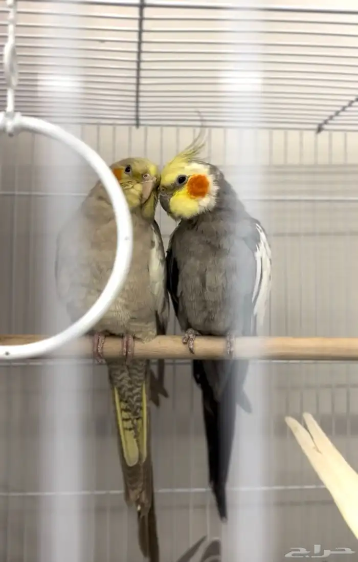 زوج كروان للبيع 2