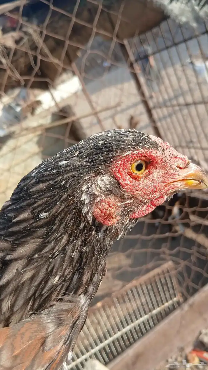 دجاج بكستاني 3