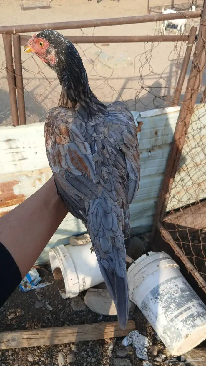 دجاج بكستاني 2