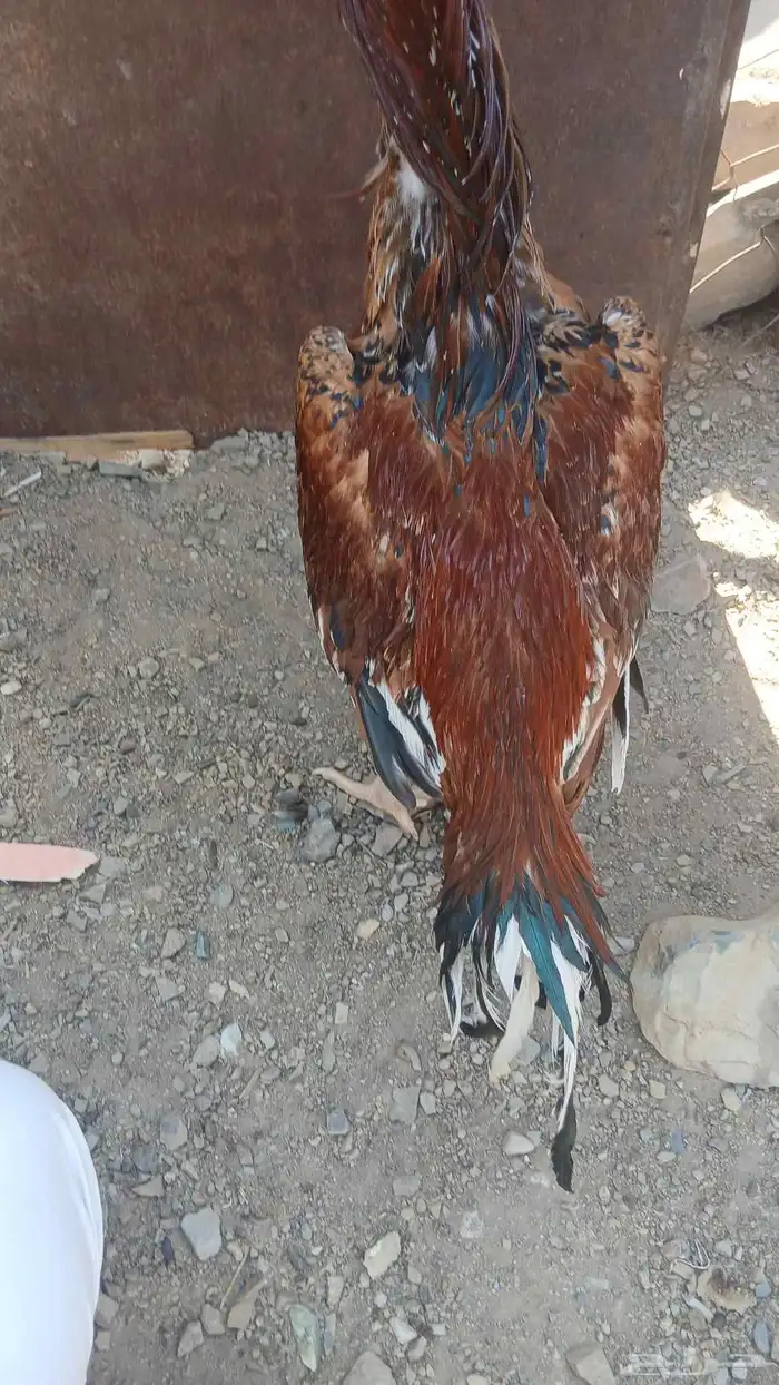 دجاج بكستاني 1