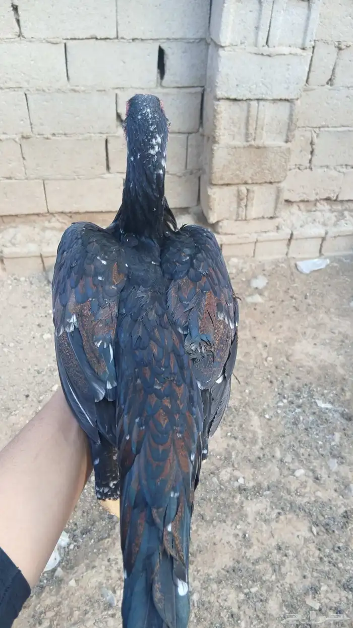 دجاج بكستاني 1