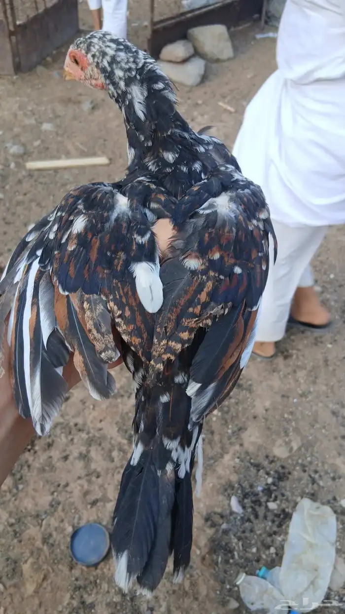 دجاج بكستاني 3