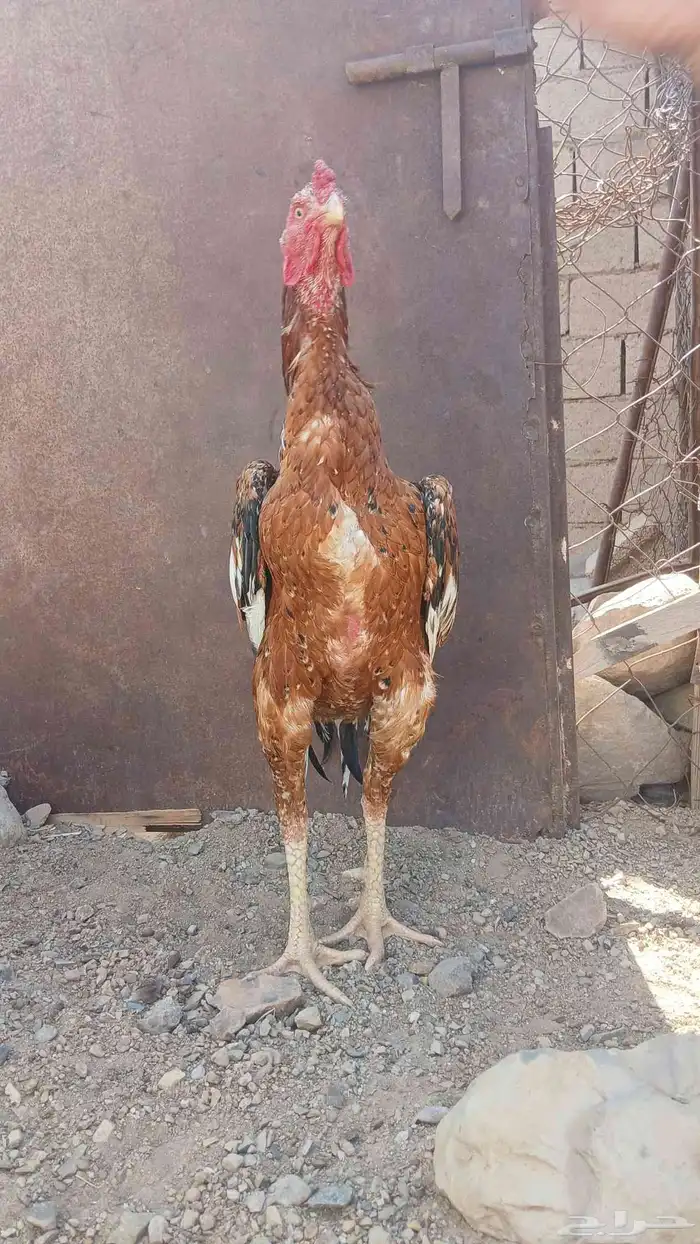 دجاج بكستاني 0