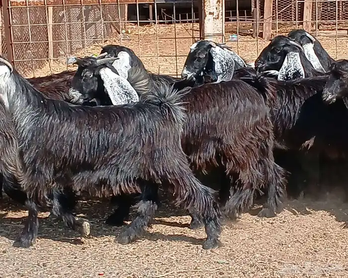 جفرات عوارض جدعان عدد 13 منوه القناي 26